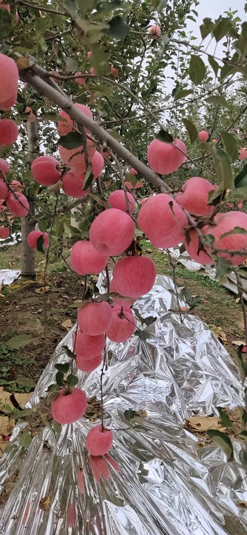 临汾红富士苹果大量上市中