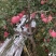 临汾红富士苹果大量上市中