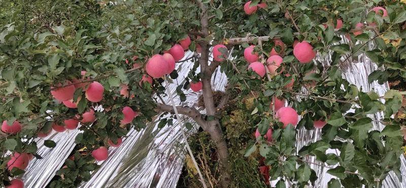 临汾红富士苹果大量上市中