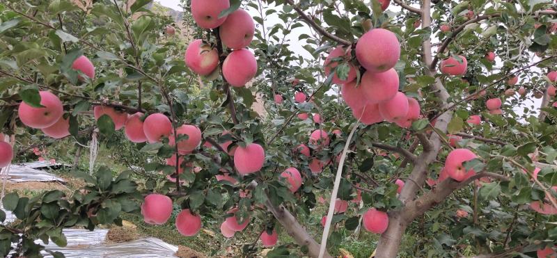 临汾红富士苹果大量上市中