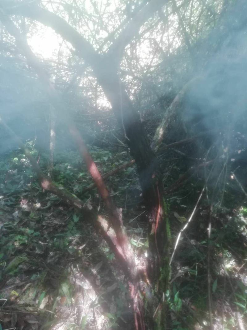 长期供应山木香下山桩，