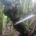 长期供应山木香下山桩，