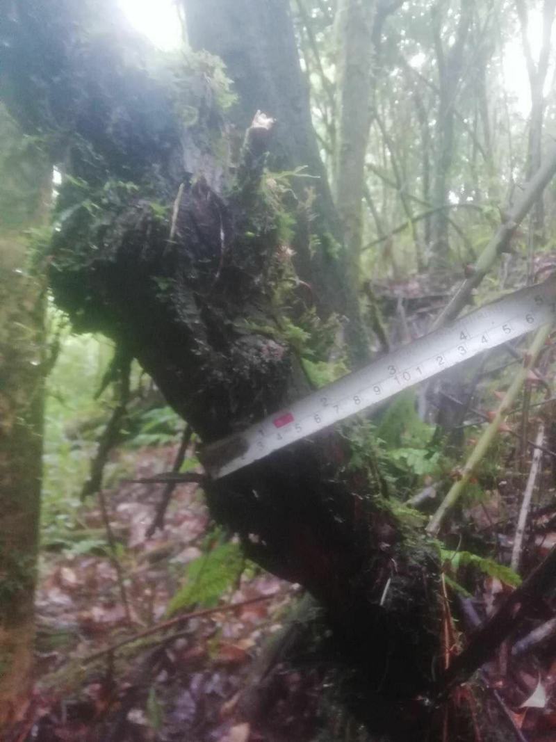 长期供应山木香下山桩，