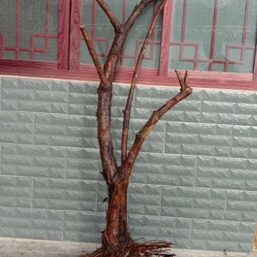 长期供应山木香下山桩，