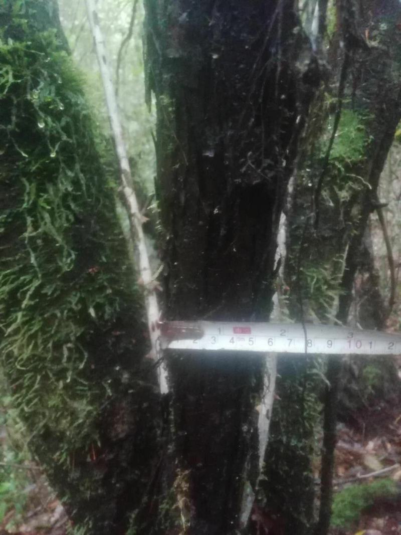 长期供应山木香下山桩，