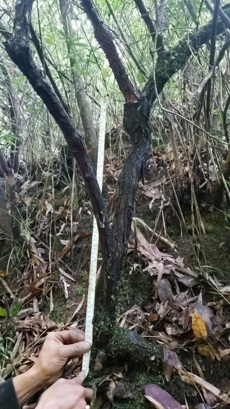 长期供应山木香下山桩，