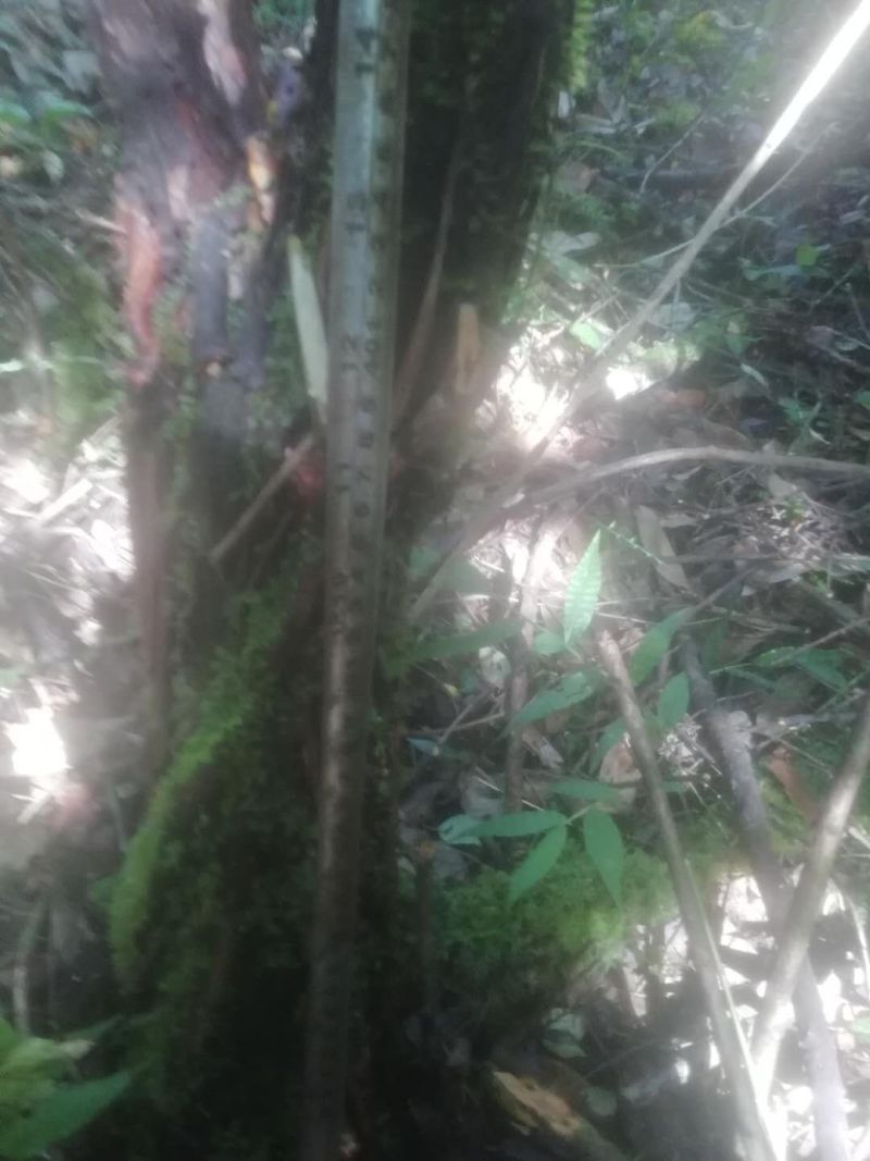 长期供应山木香下山桩，