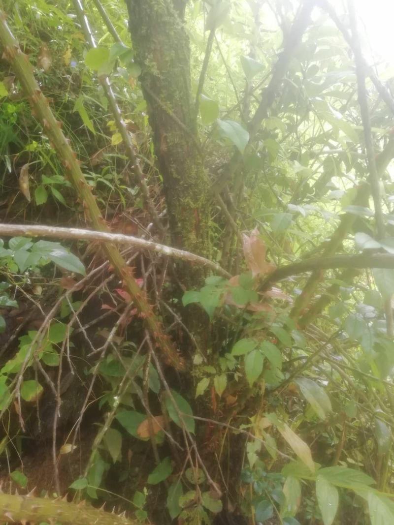 长期供应山木香下山桩，
