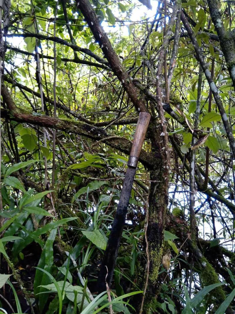 长期供应山木香下山桩，