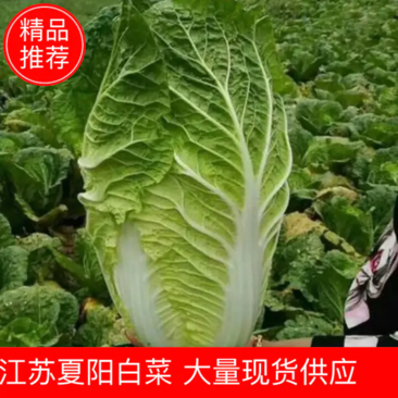 【江苏白菜】夏阳白菜净菜2~3斤各种规格齐全现货供应