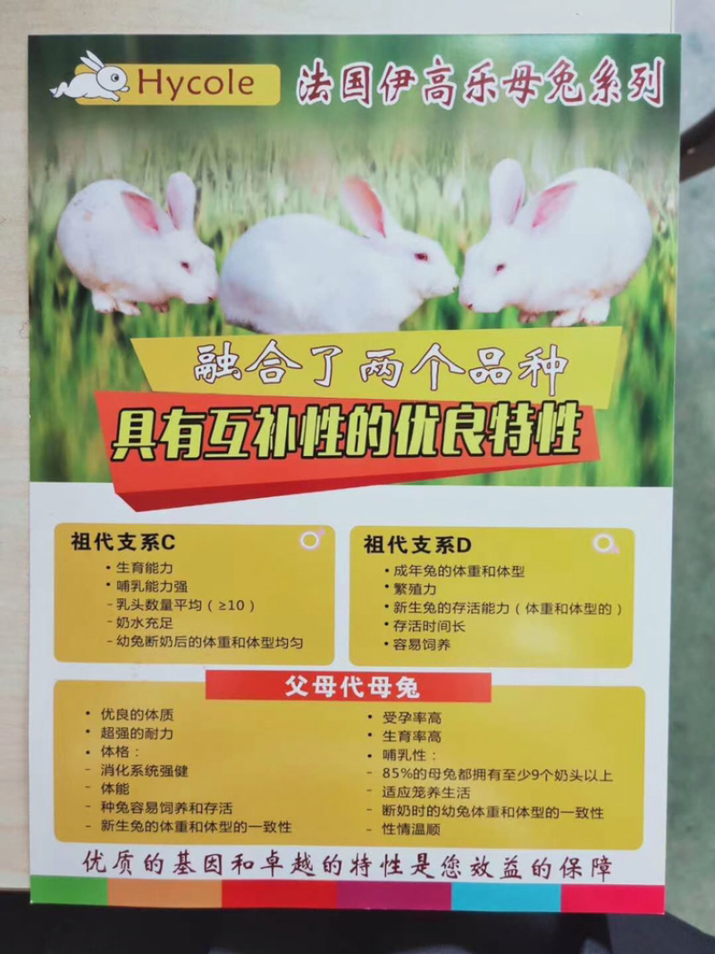 法国伊高乐伊普吕原种父母代种兔70-110日龄原种种兔