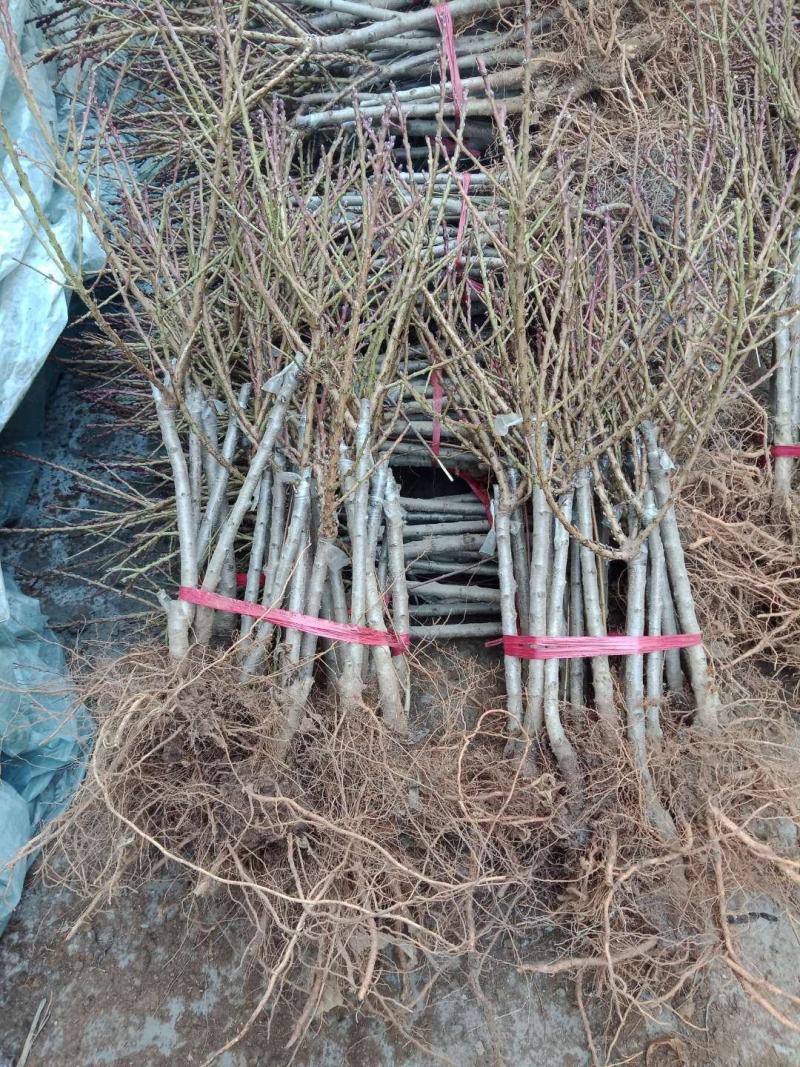 黄金蜜桃苗精品嫁接黄金蜜桃树苗品种纯正