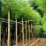 供应：大量4公分到12公分的香樟