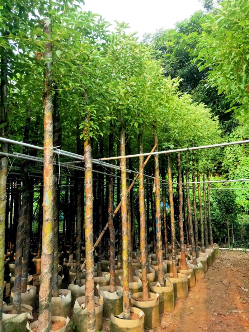 供应：大量4公分到12公分的香樟