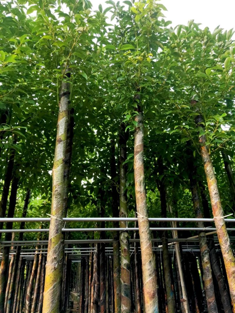 供应：大量4公分到12公分的香樟