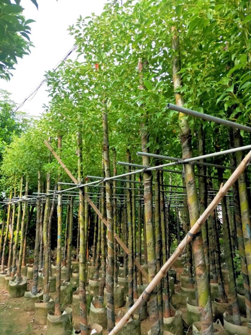 供应：大量4公分到12公分的香樟