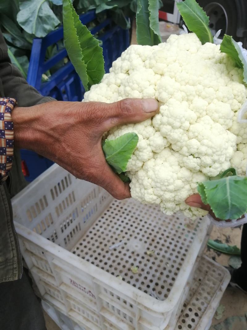 《实力》开封松花菜菜花花菜松花菜散花现货供应中