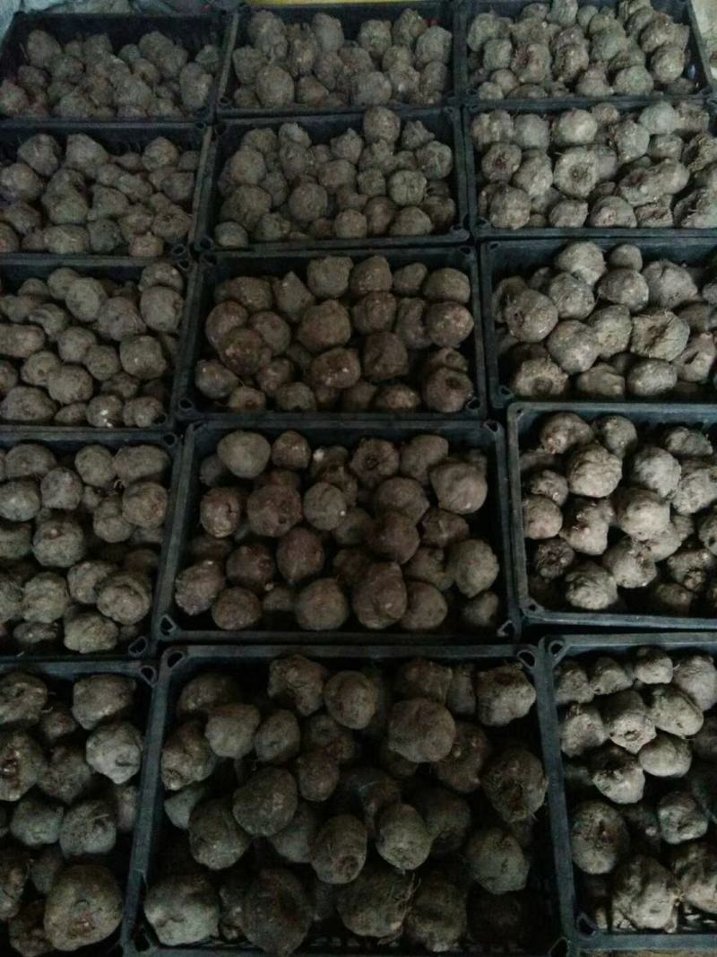基地直供优质商品魔芋（一代，二代)，欢迎新老客户前来下单