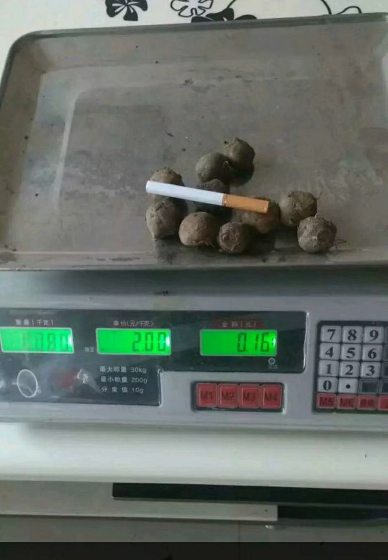 基地直供优质商品魔芋（一代，二代)，欢迎新老客户前来下单
