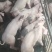 长白仔猪批发价格山东日照临沂莒南长白仔猪批发基地