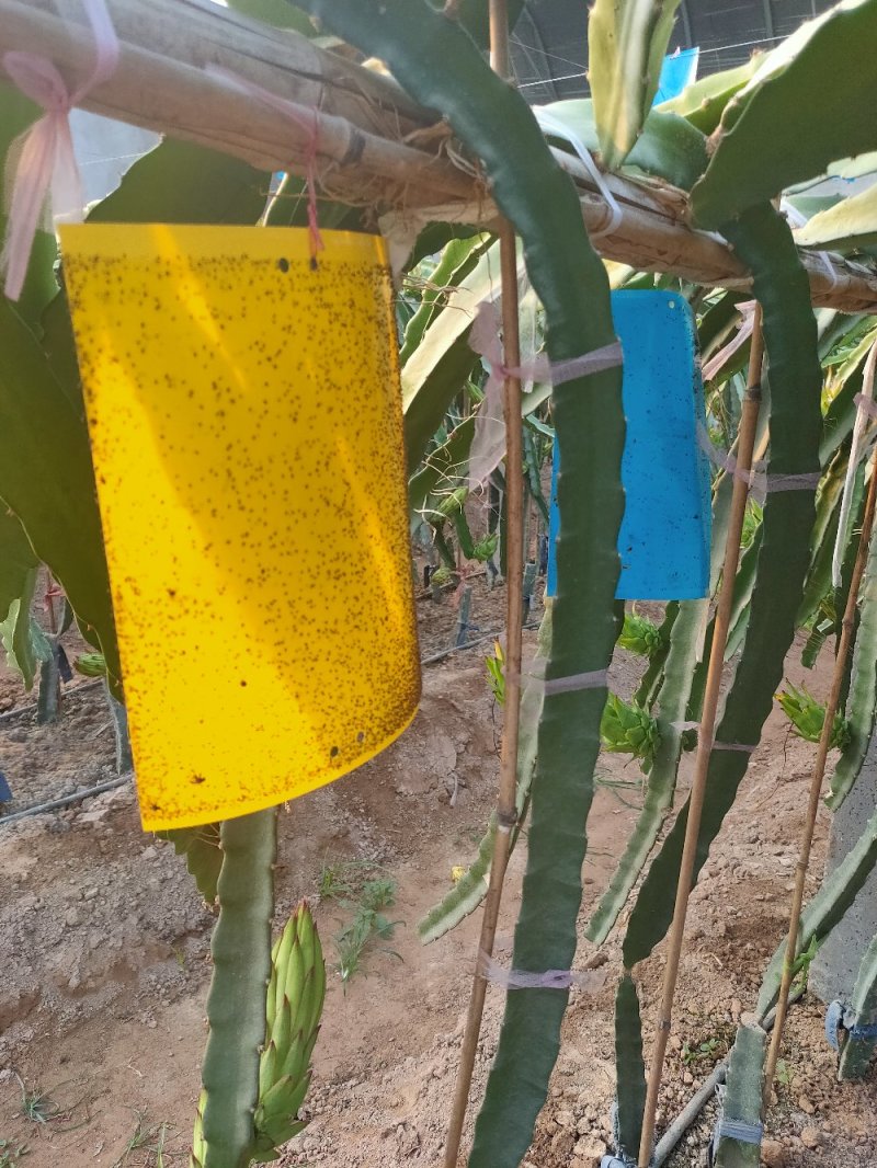 双面粘虫板黄蓝一体可降解螺纹黄板黑色黏虫板灭虫板粘蝇板诱