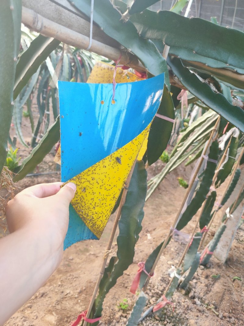 双面粘虫板黄蓝一体可降解螺纹黄板黑色黏虫板灭虫板粘蝇板诱