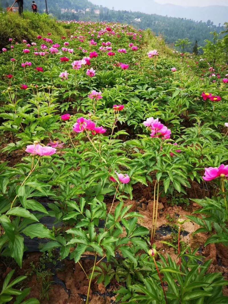 药用芍药，白芍，赤芍分株苗，3-4个芽头