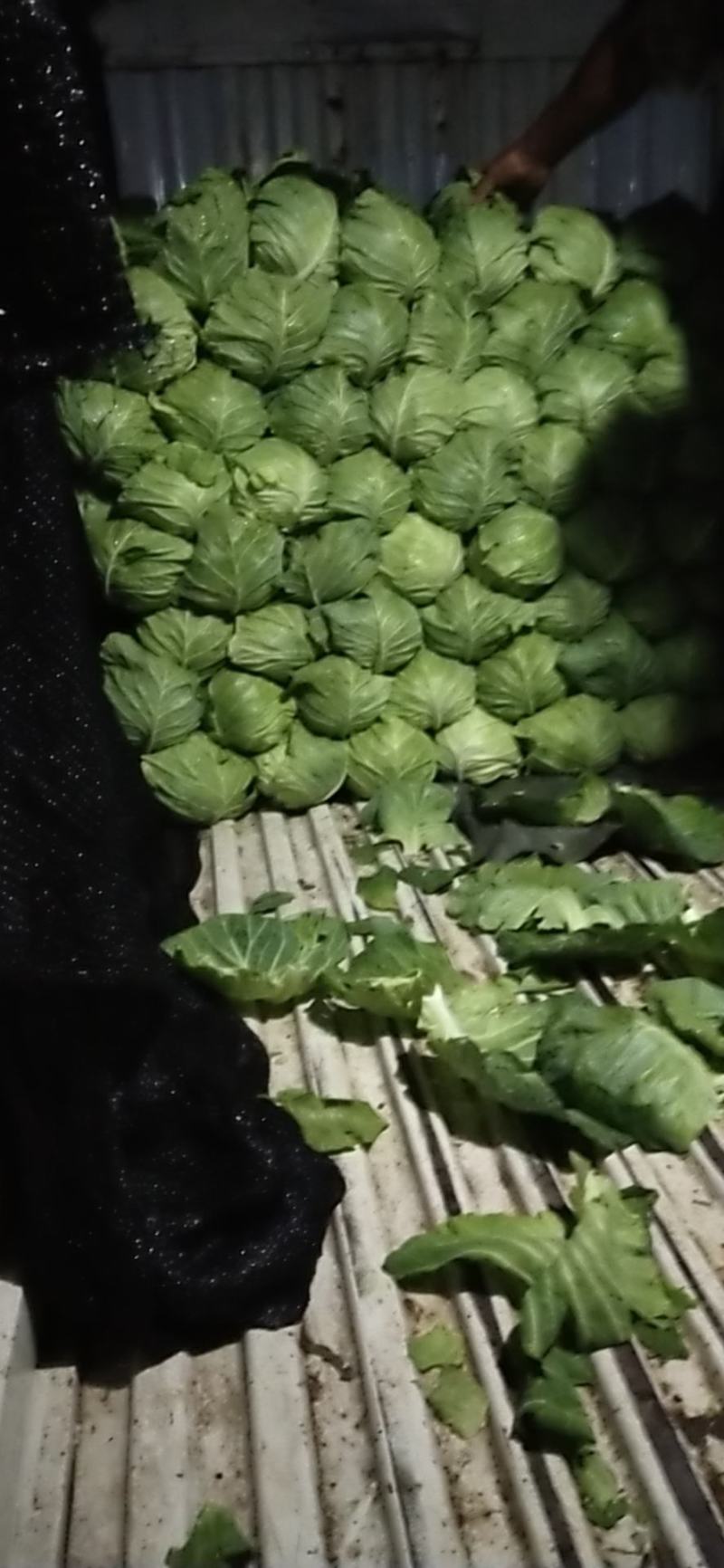 蔬菜精品甘蓝开始上市