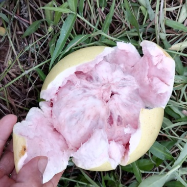 广西宾阳三红蜜柚，够甜水份足，皮薄肉厚。