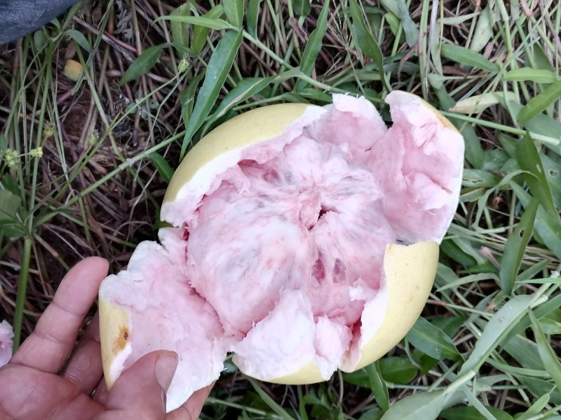 广西宾阳三红蜜柚，够甜水份足，皮薄肉厚。
