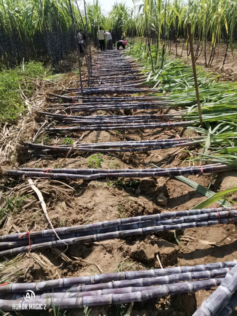 河南省商丘市黑皮甘蔗产地直供！诚信合作，欢迎老板采购！