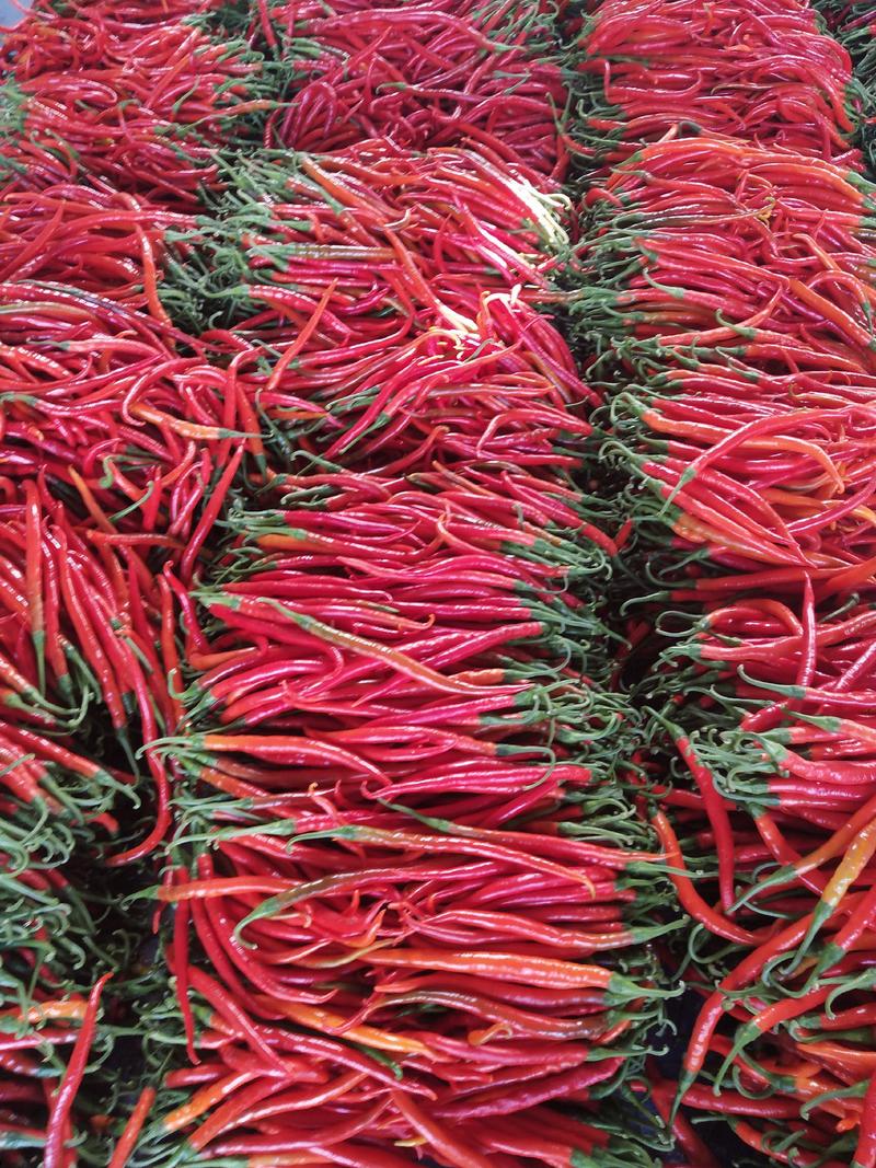 辣椒，青线椒，红钱椒己大量上市，优质货源，产地供货。