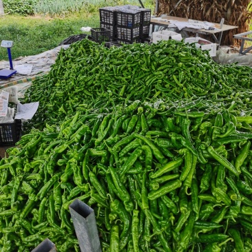 河南辣椒，夏邑301大椒，苏椒，线椒，大量有货，价格美丽