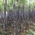 基地直发，精品黑皮甘蔗，口感好无渣，质量保障（种植大户）