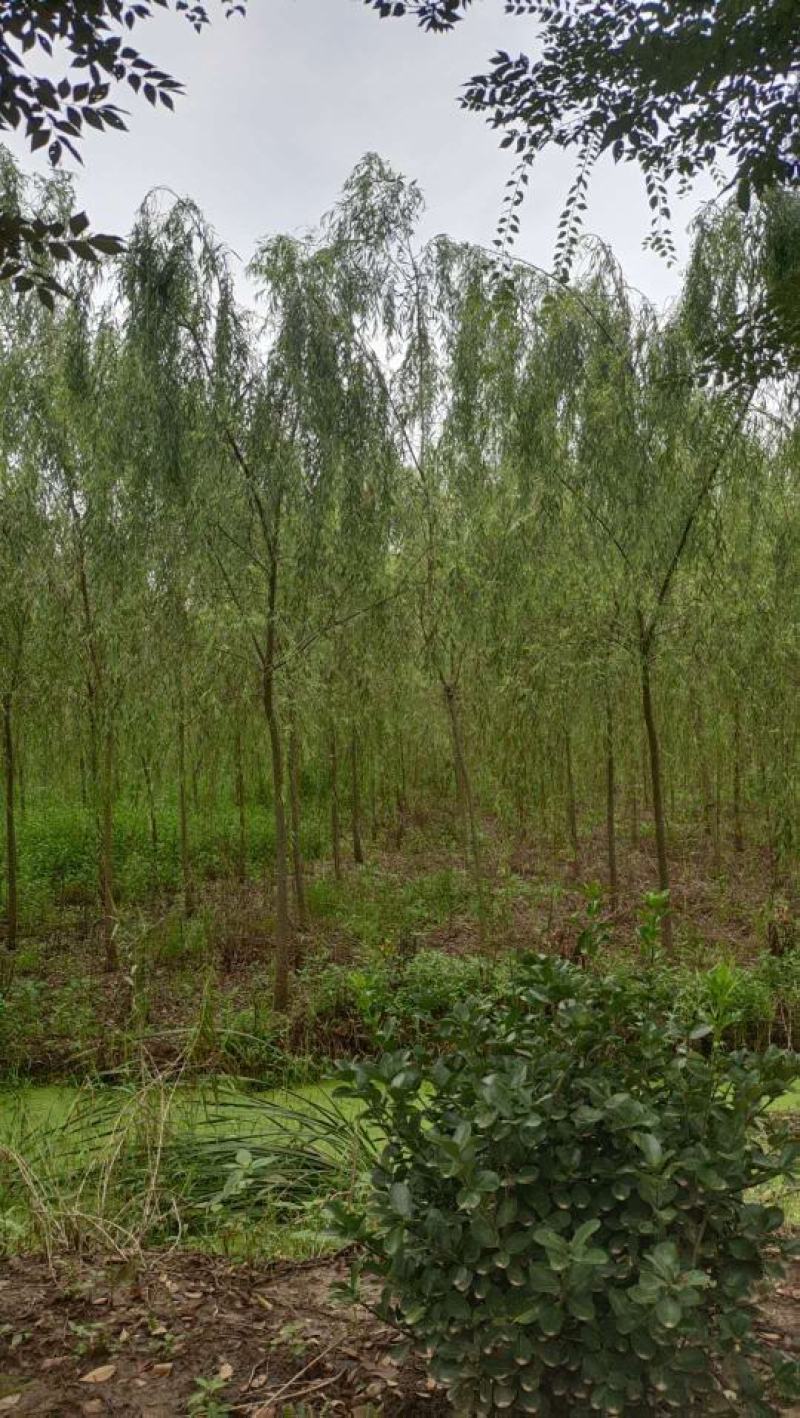 垂柳柳树3公4公5公分各规格齐青皮垂柳金丝垂柳竹柳量大