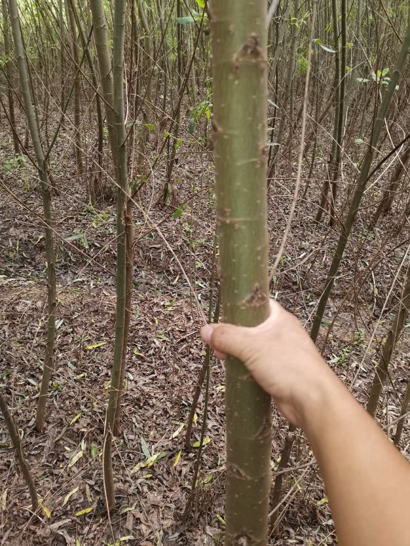 垂柳柳树3公4公5公分各规格齐青皮垂柳金丝垂柳竹柳量大