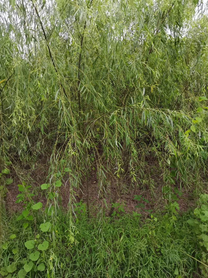 垂柳柳树3公4公5公分各规格齐青皮垂柳金丝垂柳竹柳量大