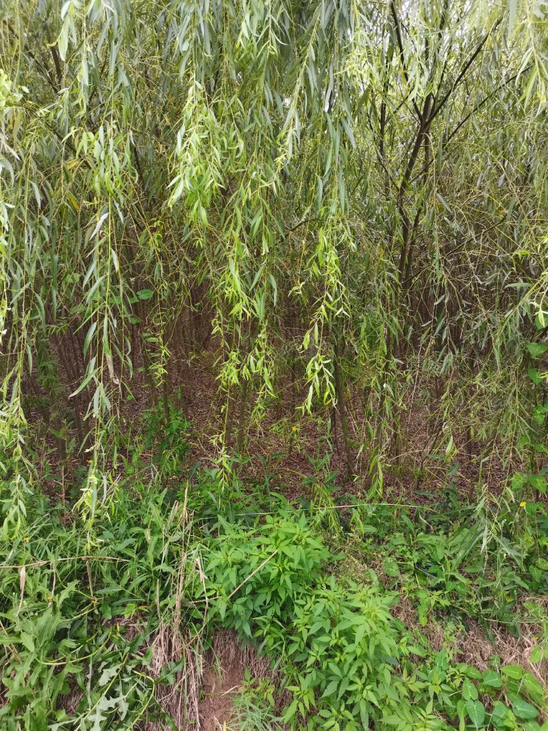 垂柳柳树3公4公5公分各规格齐青皮垂柳金丝垂柳竹柳量大