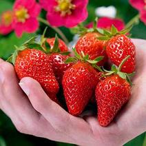 优质草莓苗产地直销根系发达易成活包成活