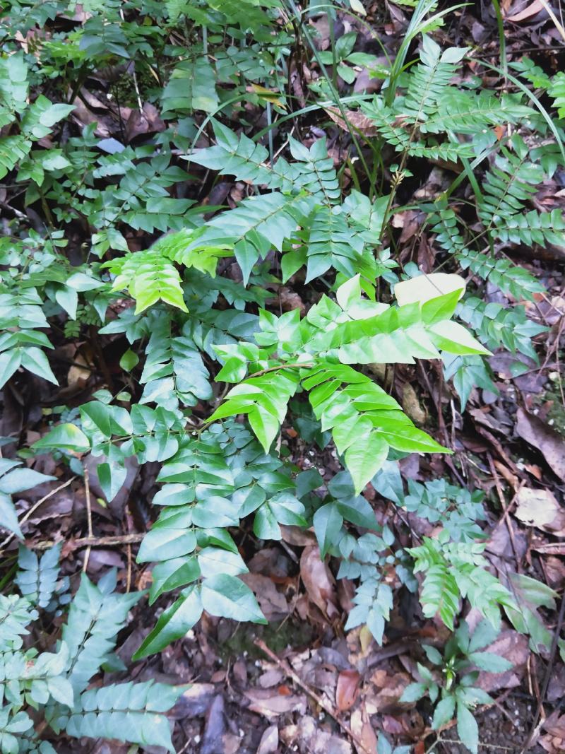 猴耳环树苗每株4元鲜根25/斤，嫩枝叶20/斤