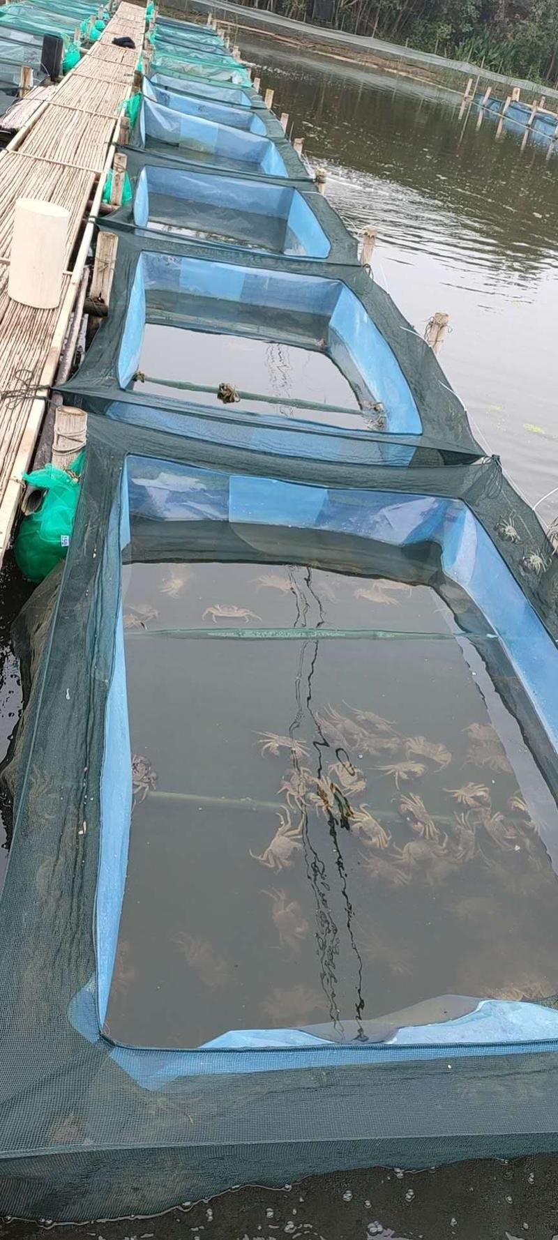 洪湖清水精品大闸蟹中母规格齐全产地直供保质保量