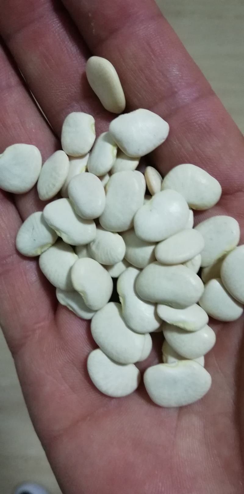 【双十一特惠】精选高山原生态白芸豆白凤豆可做豆沙用