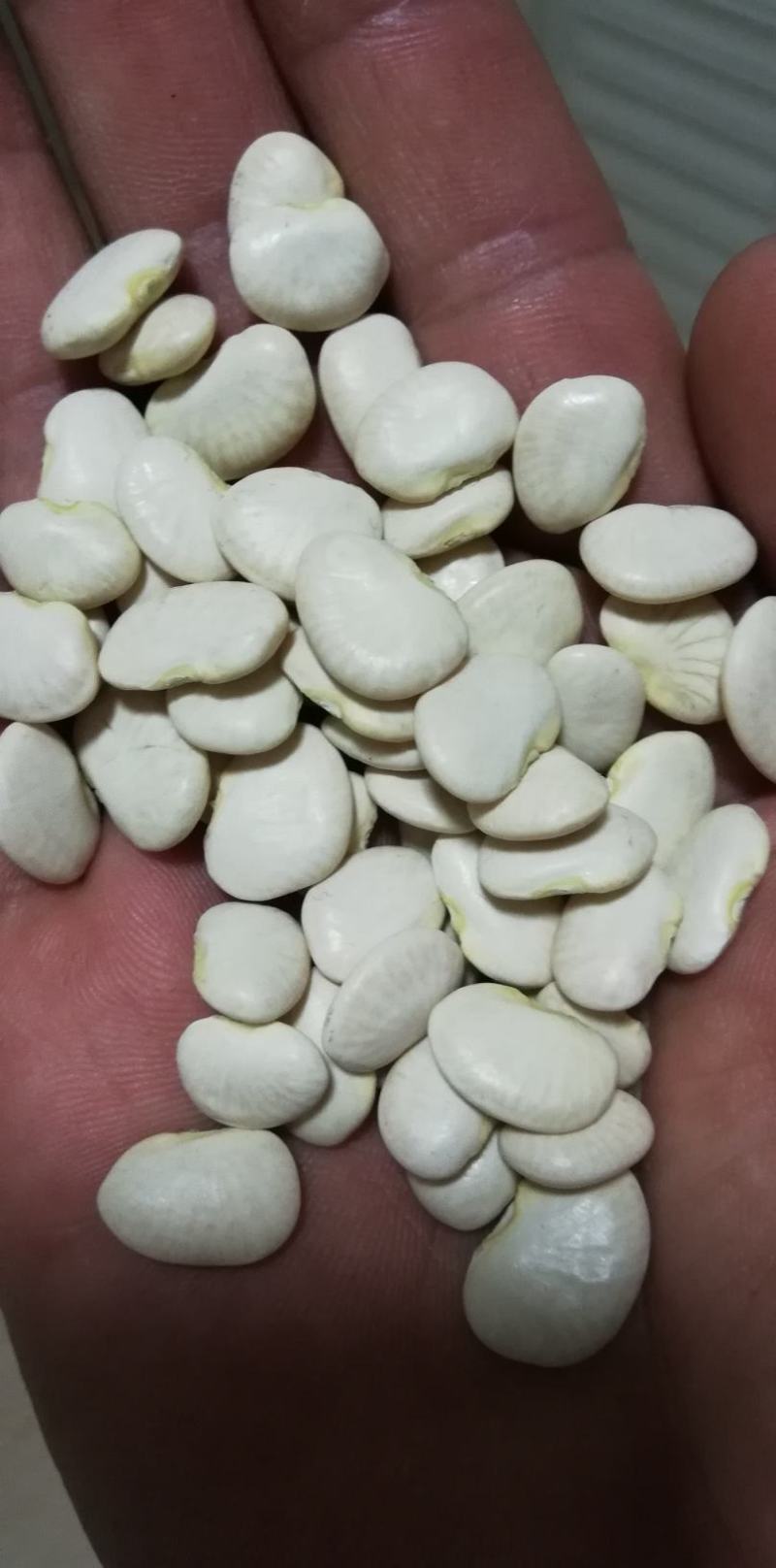 【双十一特惠】精选高山原生态白芸豆白凤豆可做豆沙用