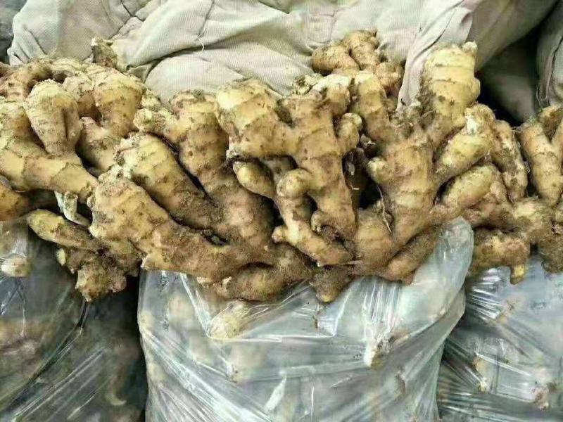 山东生姜万亩生姜基地品种多样品质保证价格美丽！