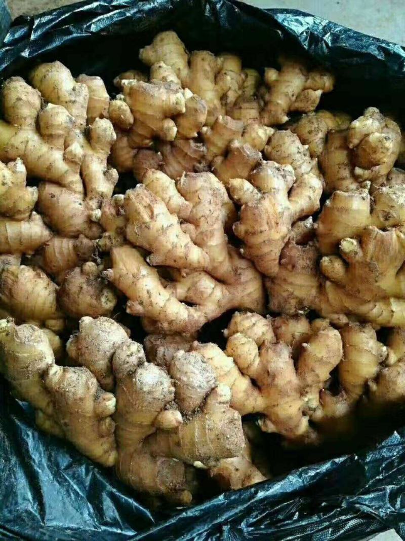 山东生姜万亩生姜基地品种多样品质保证价格美丽！