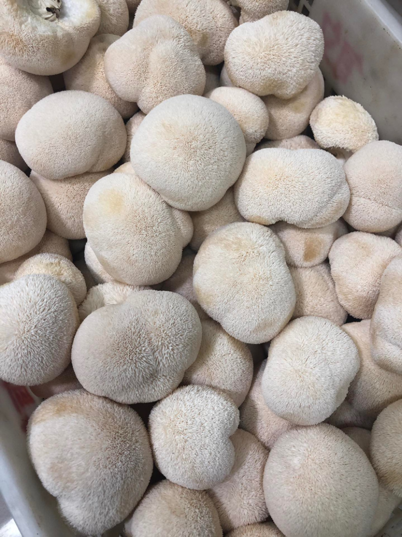 顺丰包邮【坏果包赔‼️支持一件代发】新鲜猴头菇2斤装包