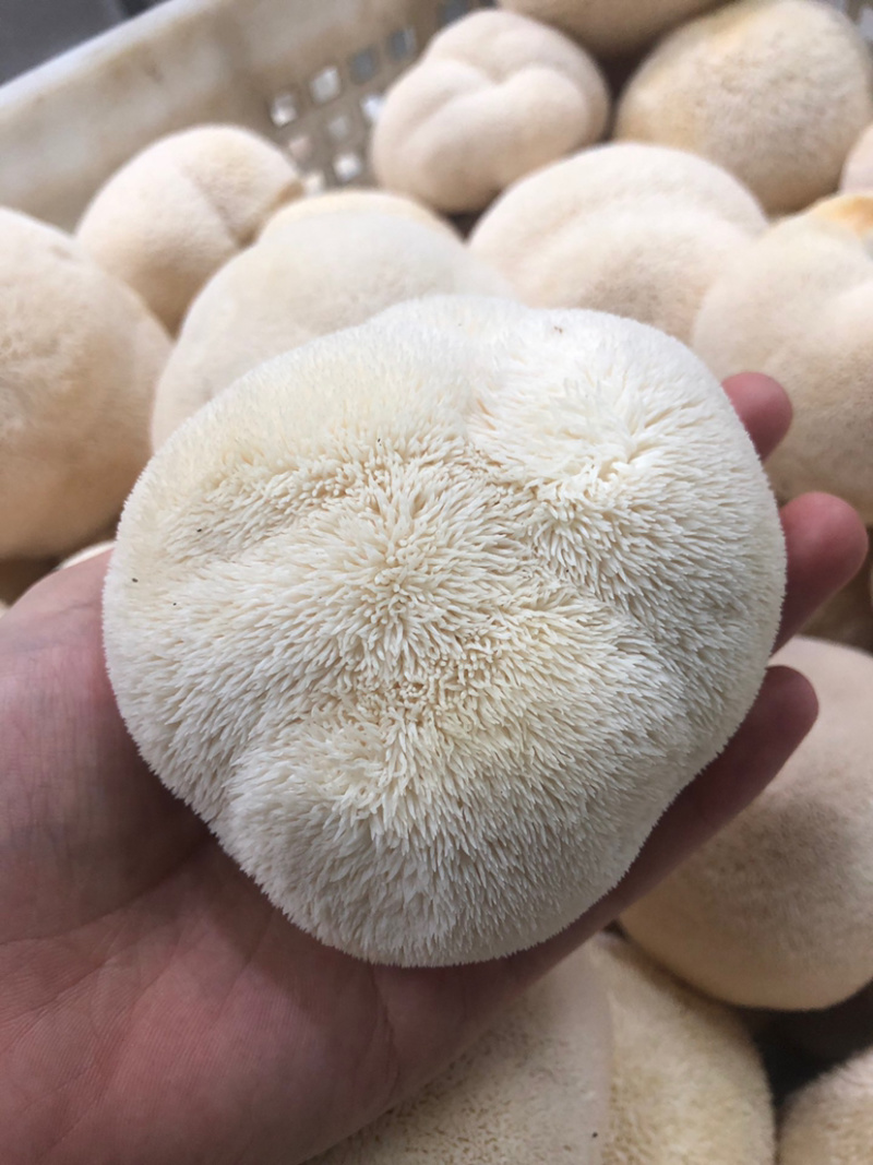顺丰包邮【坏果包赔‼️支持一件代发】新鲜猴头菇2斤装包