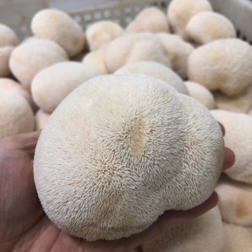 顺丰包邮【坏果包赔‼️支持一件代发】新鲜猴头菇2斤装包