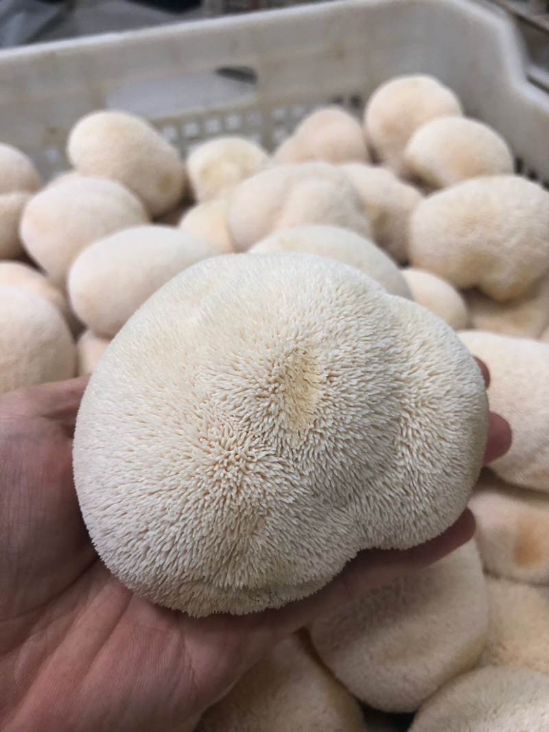 顺丰包邮【坏果包赔‼️支持一件代发】新鲜猴头菇2斤装包