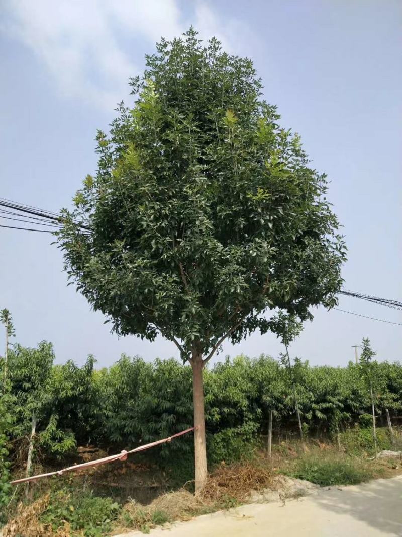 出售精品路树白蜡13-16公分